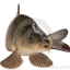 thanasis